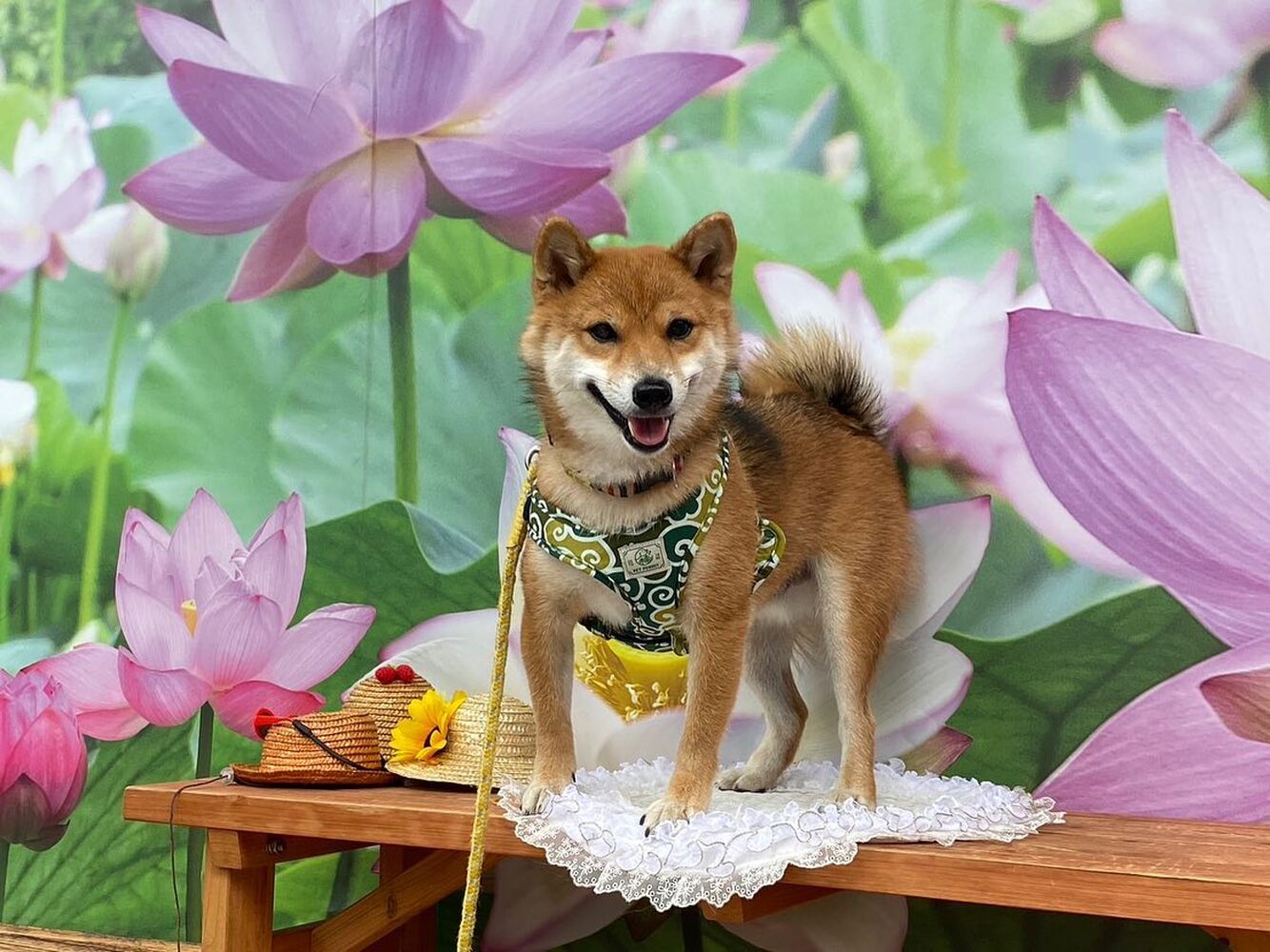 画像20181
