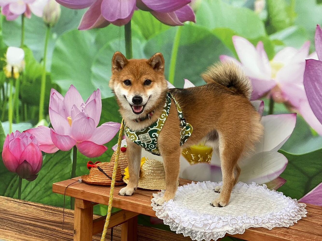 画像20182
