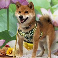 画像20183
