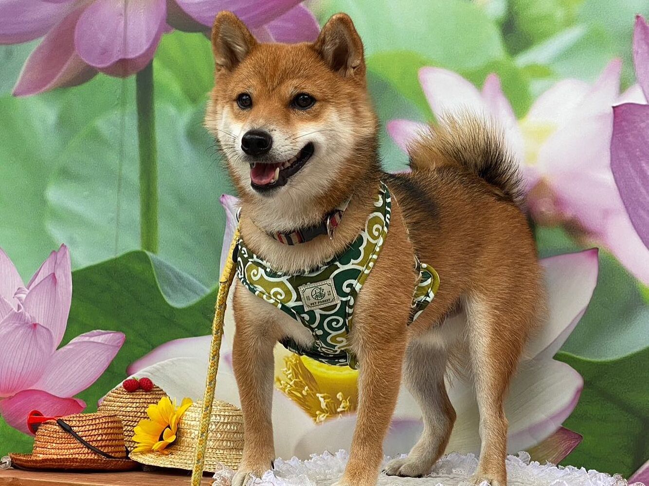 画像20183