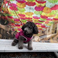 画像20190