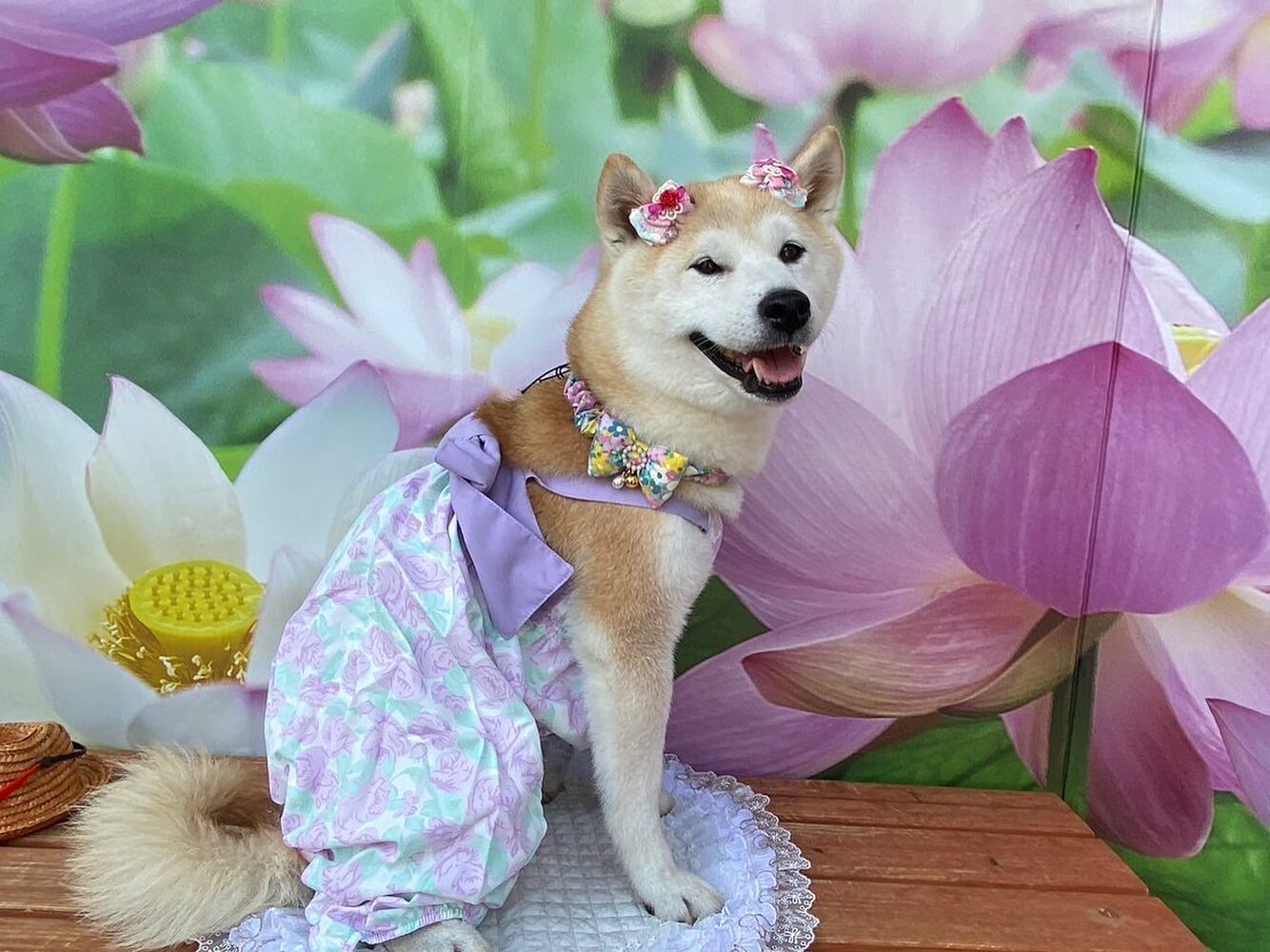 画像20904
