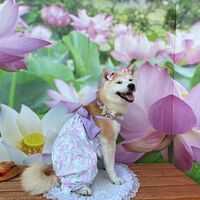 画像20905