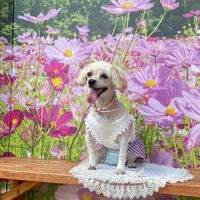 画像22049