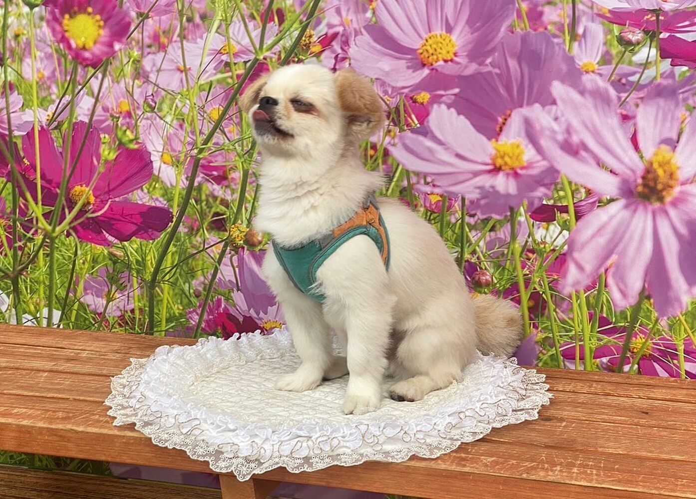 画像22205