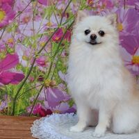 画像22235