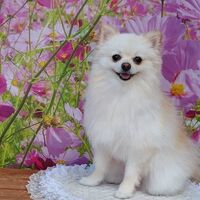 画像22237