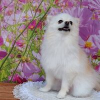 画像22238
