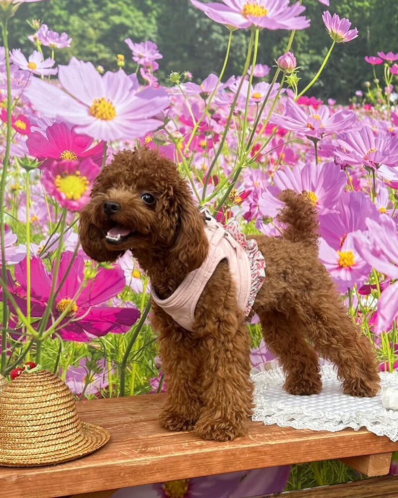 画像22337