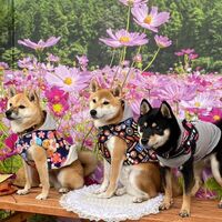画像22498