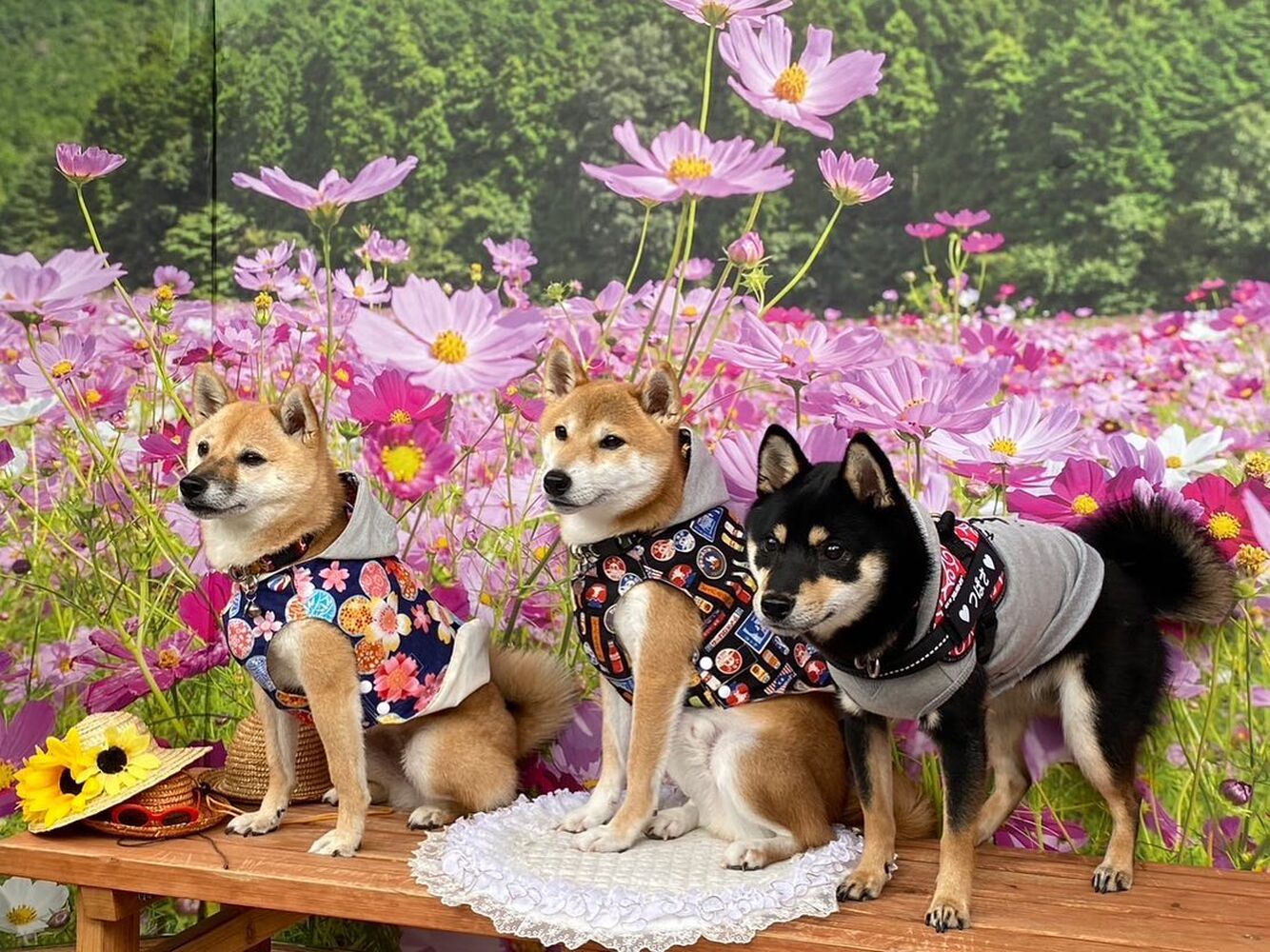 画像22498