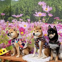 画像22499