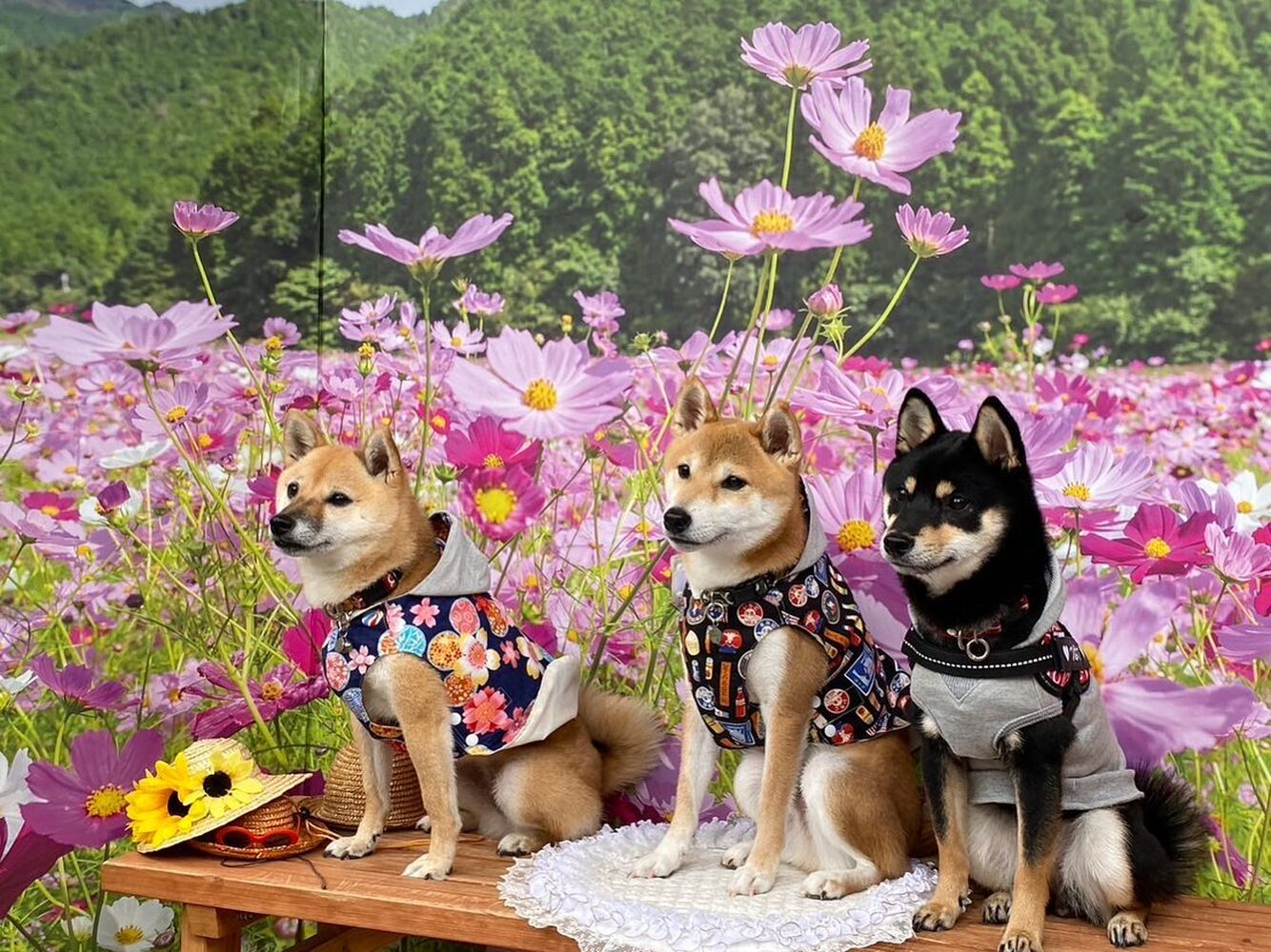 画像22499