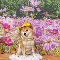 画像22507