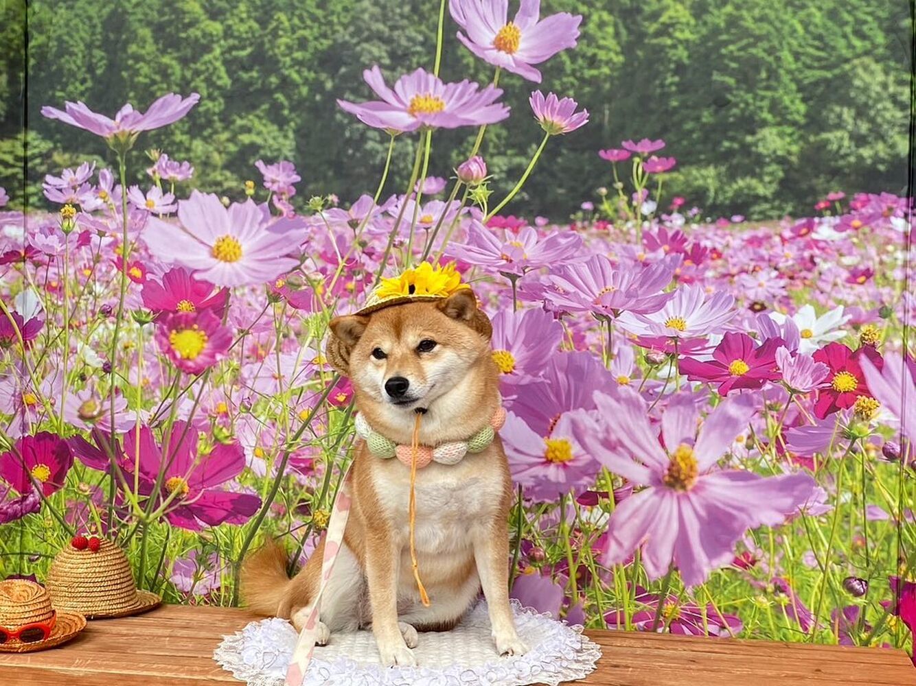 画像22507