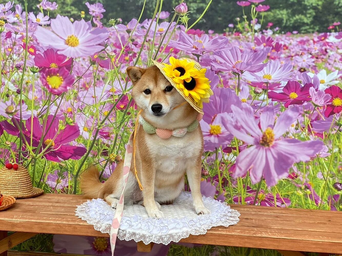 画像22509