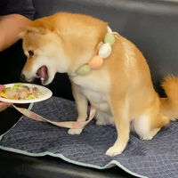 画像22514