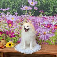 画像22554