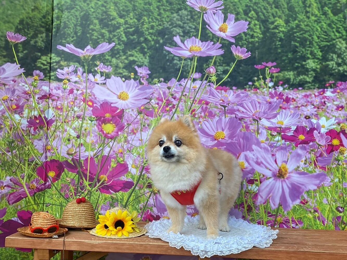 画像22652