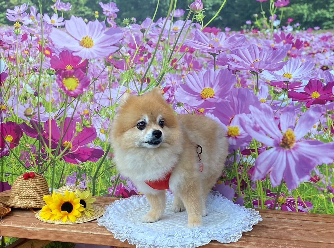 画像22653