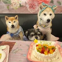 画像22717