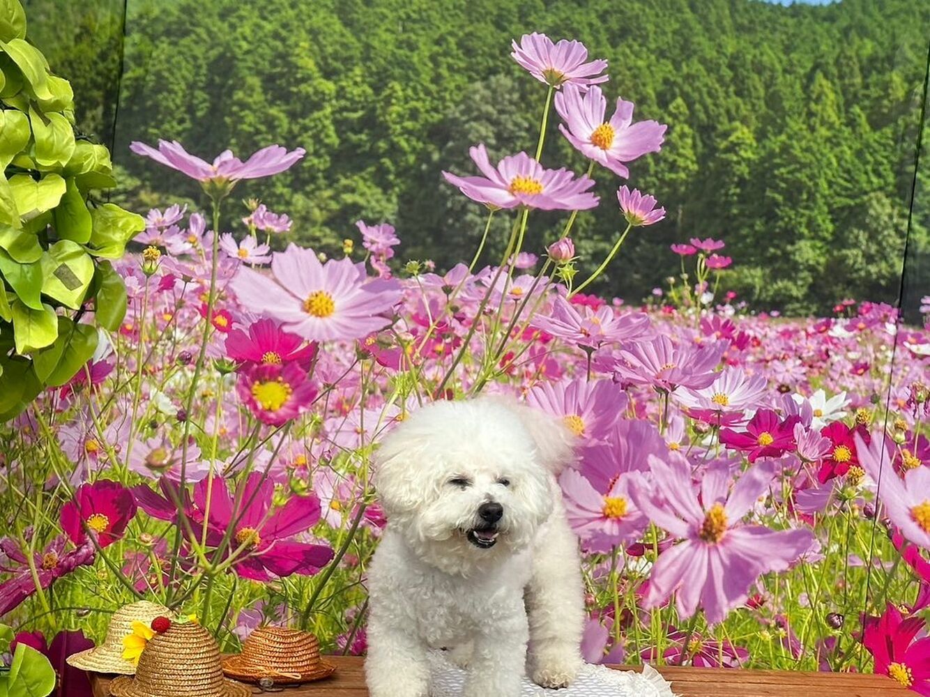 画像22913