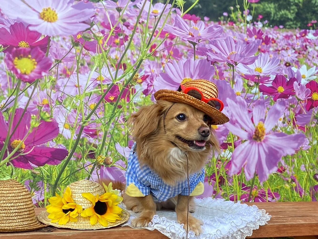 画像23223