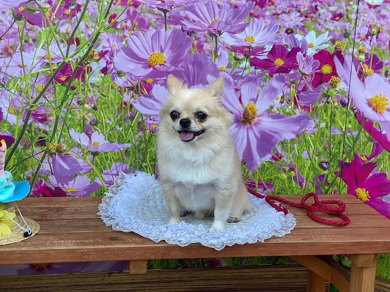 画像23236