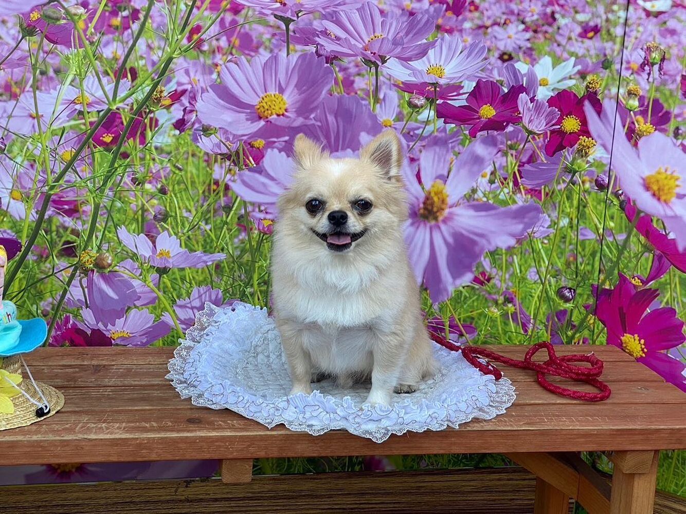 画像23237
