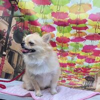 画像23243