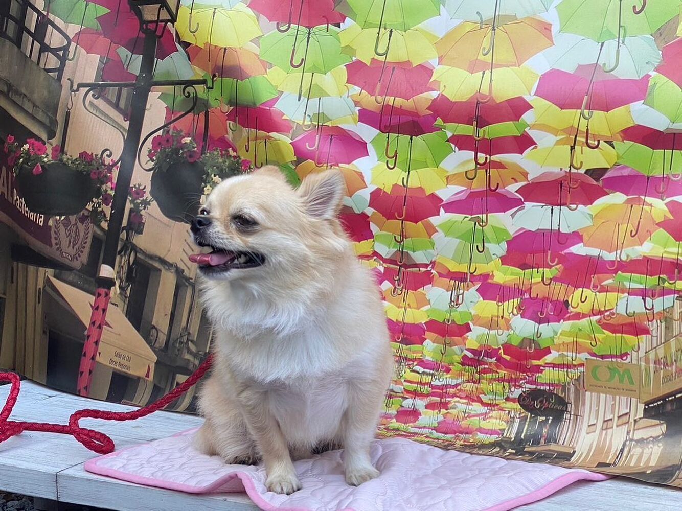 画像23243