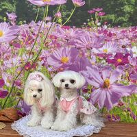 画像23248