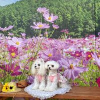 画像23249