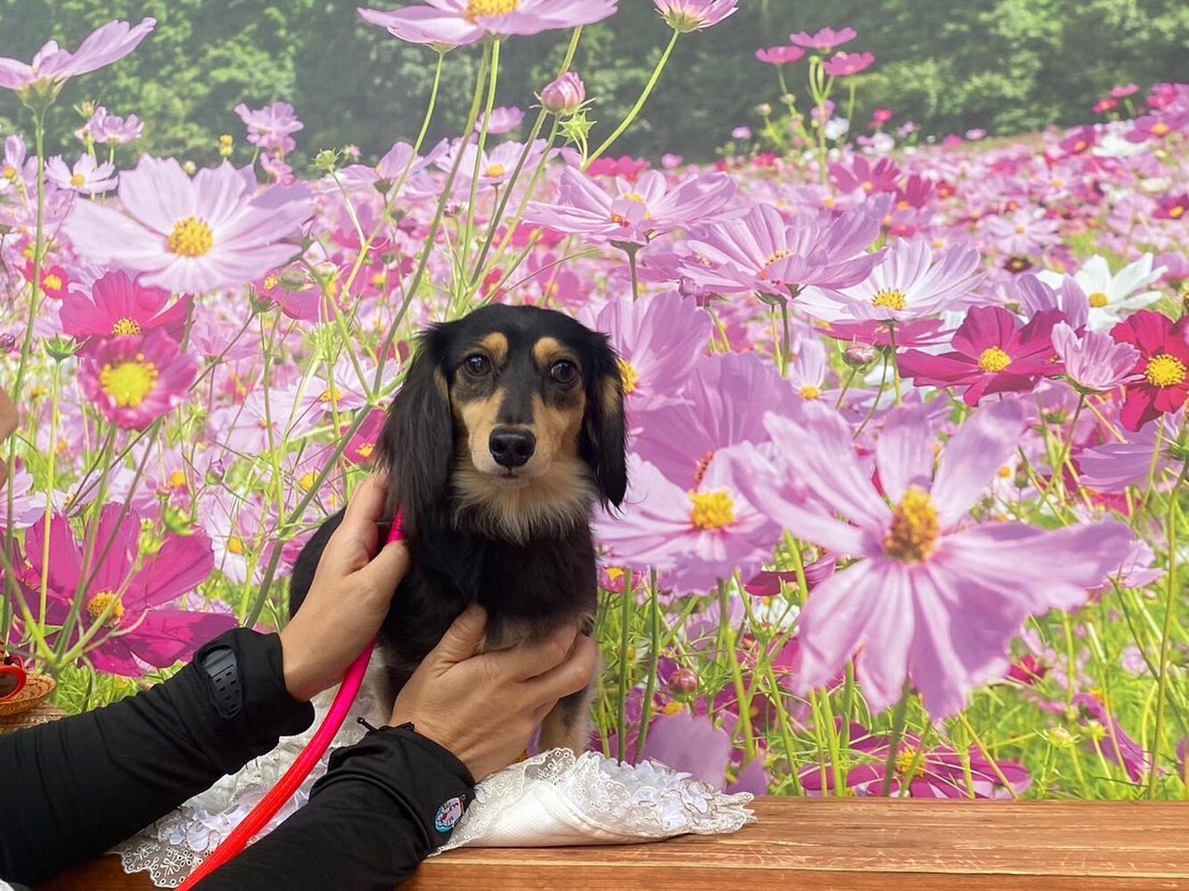 画像23269