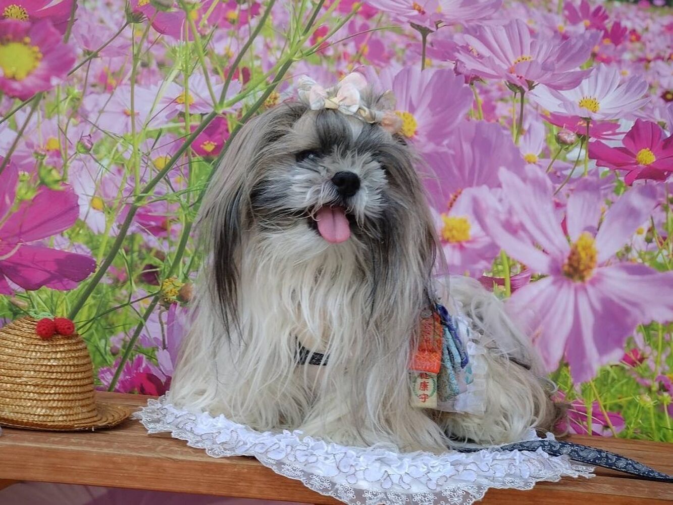 画像23323