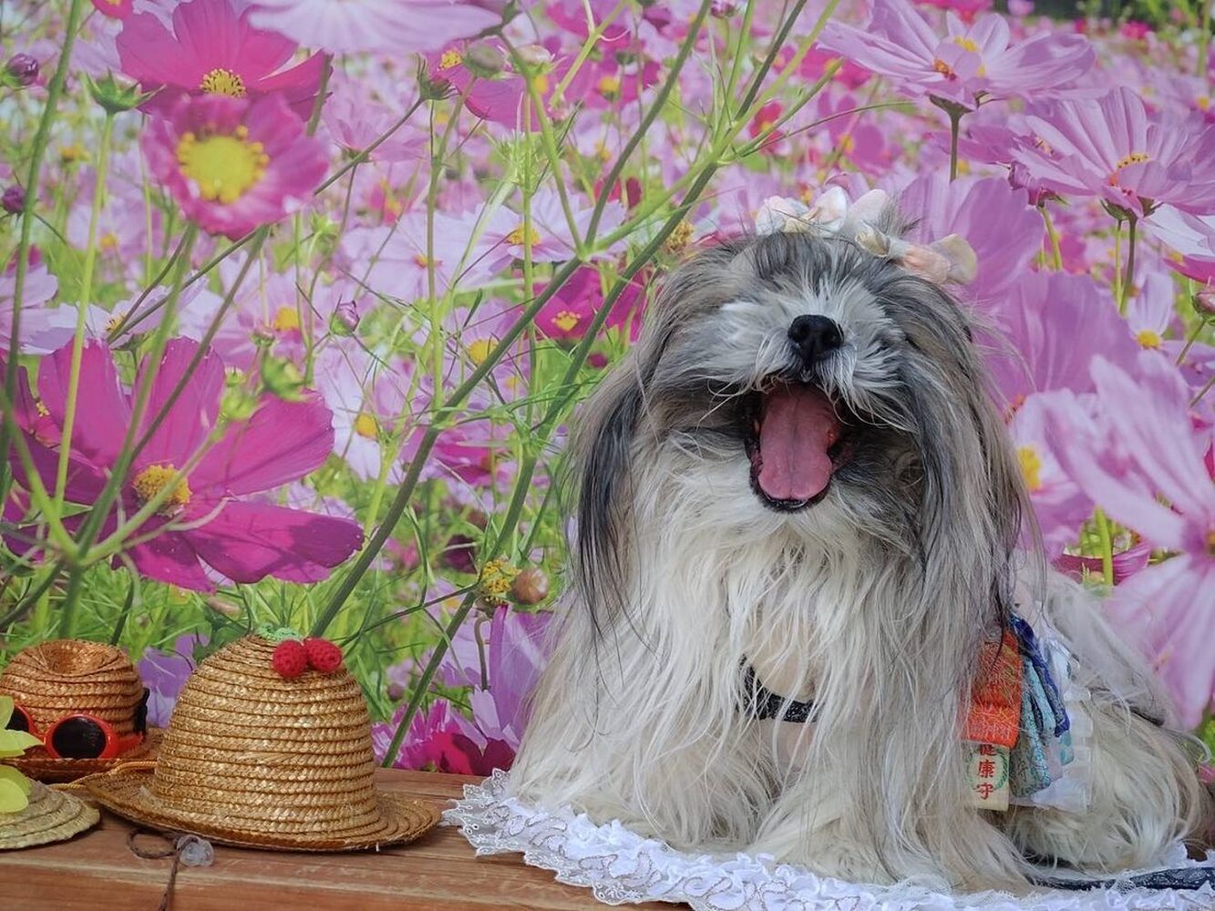 画像23325