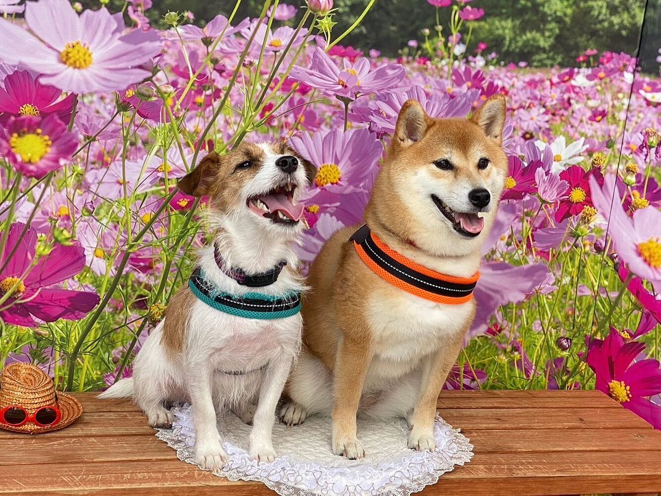 画像23355