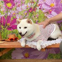 画像23374