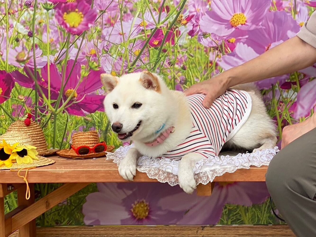 画像23374