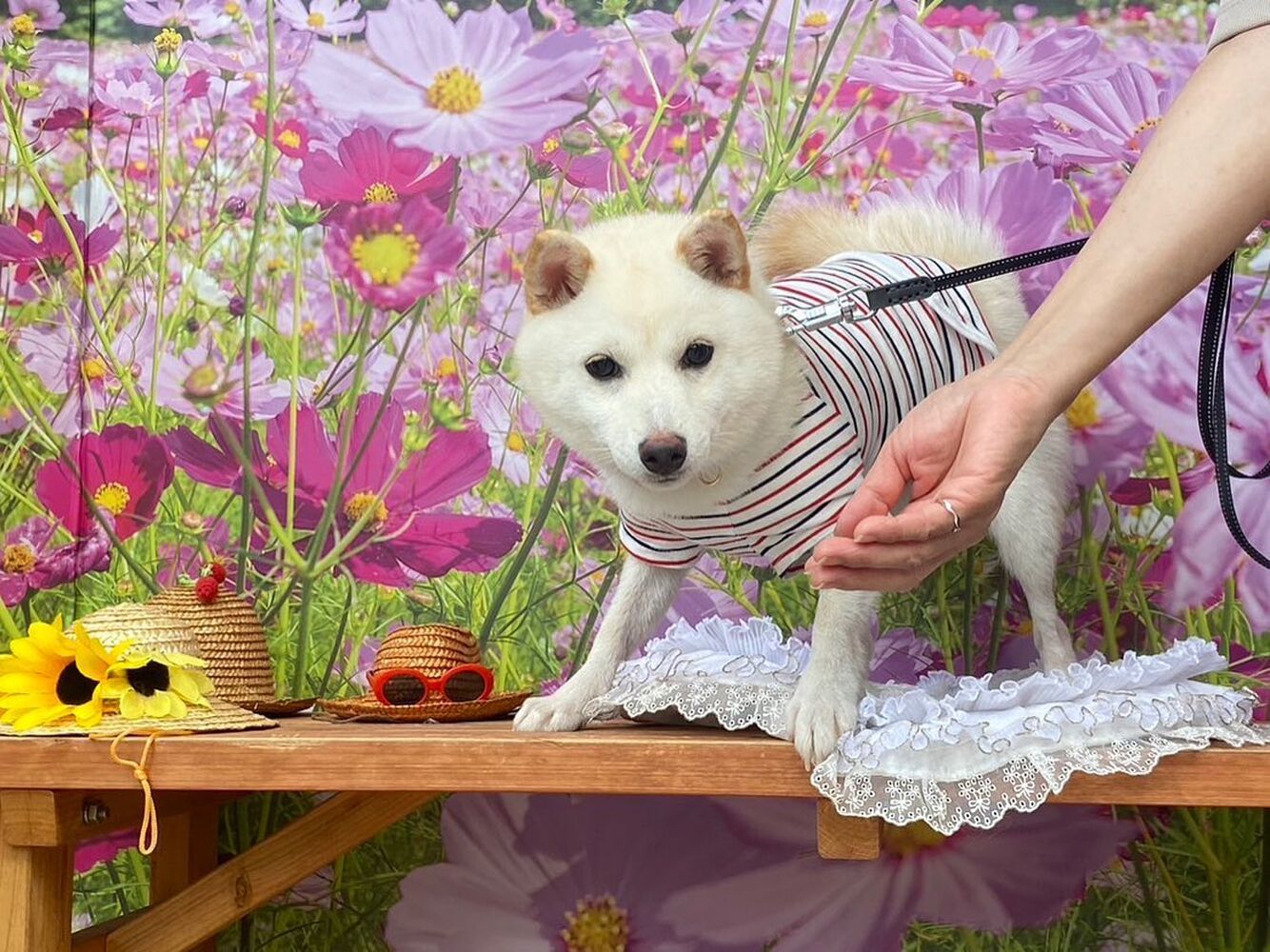 画像23377