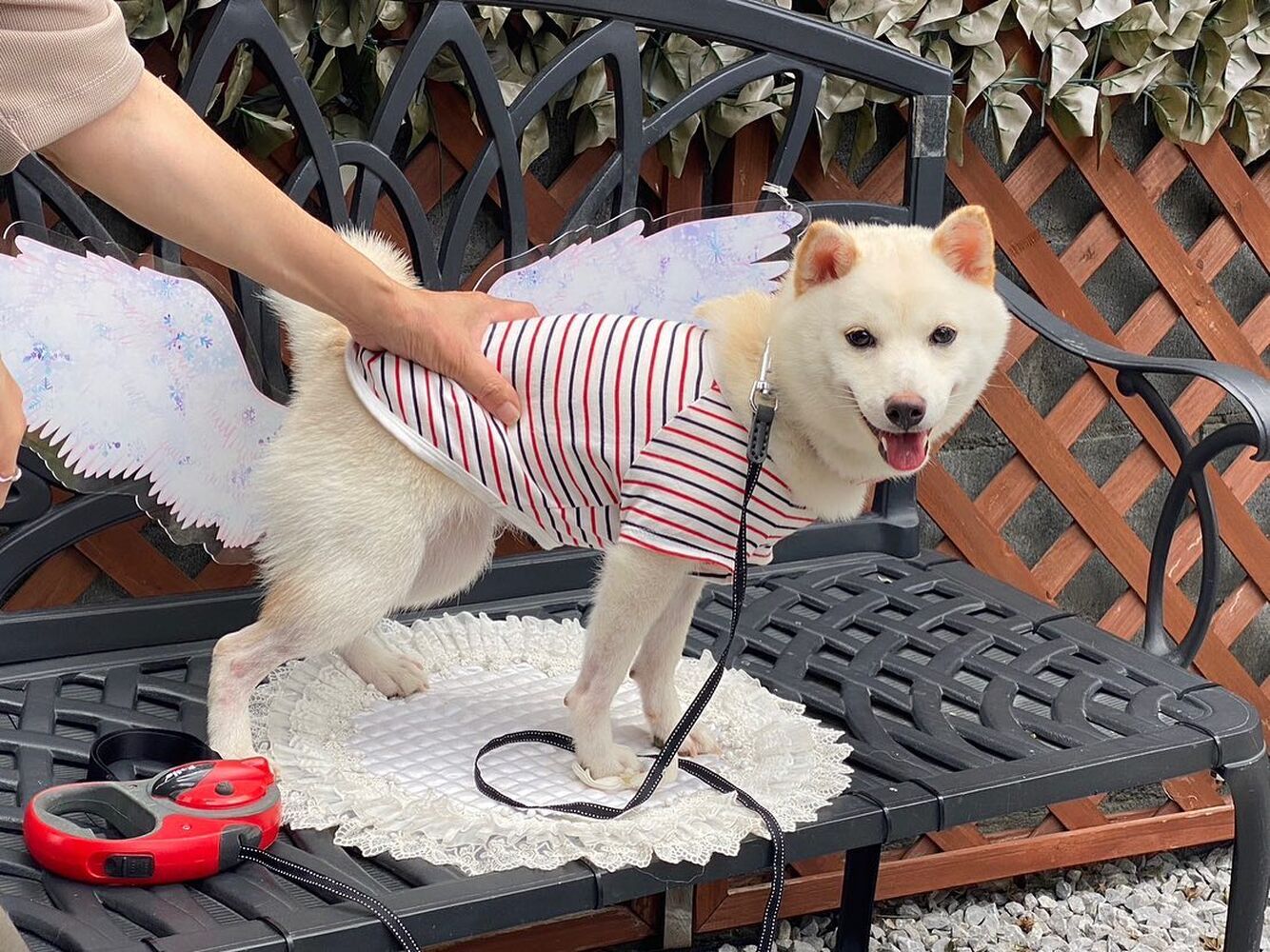 画像23379