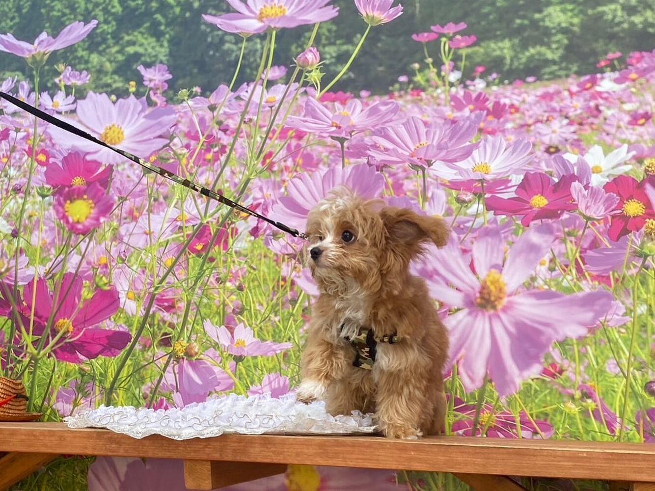 画像23399