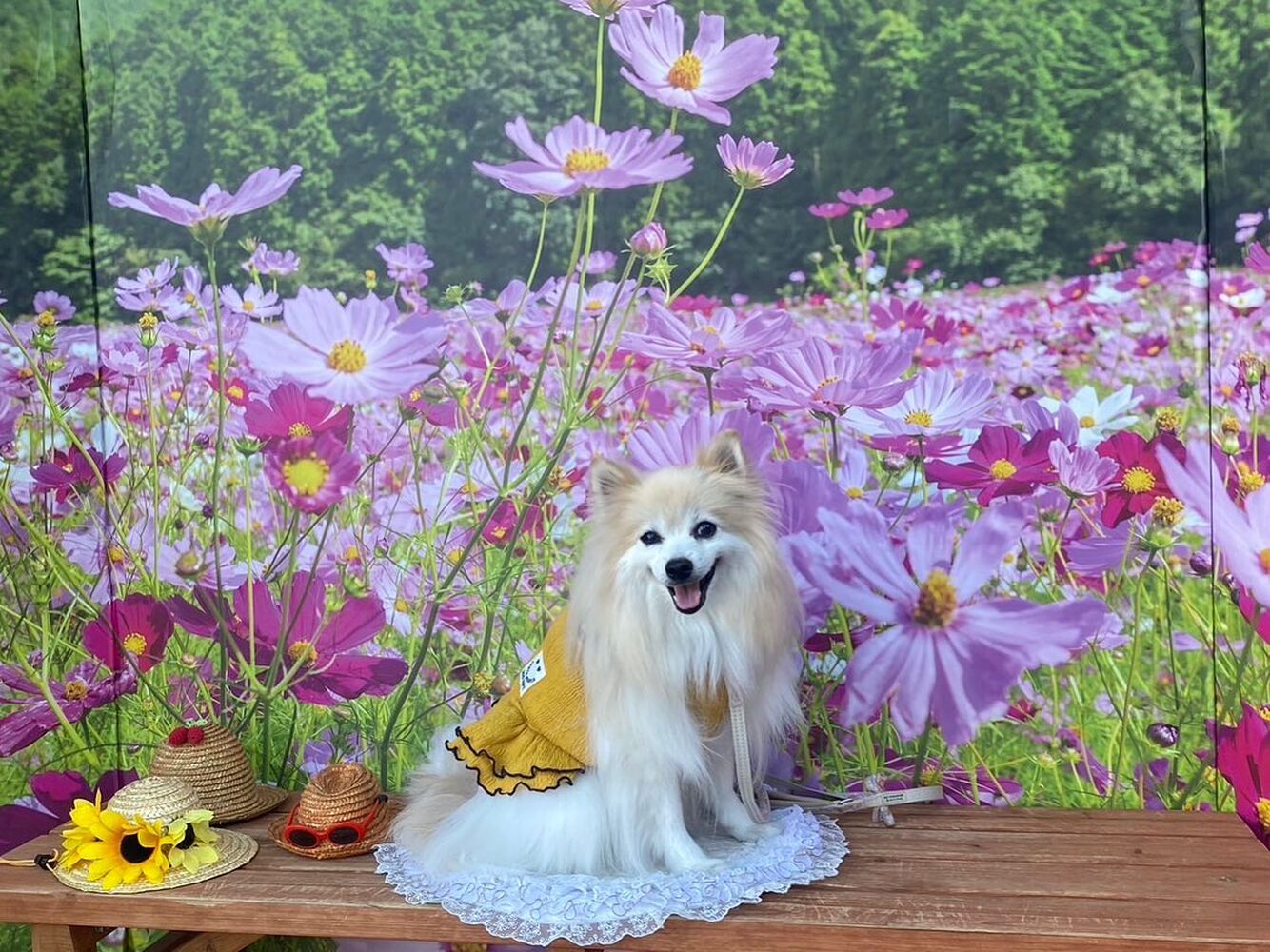 画像23432