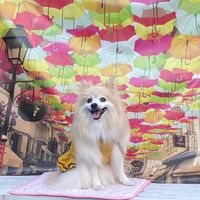 画像23433