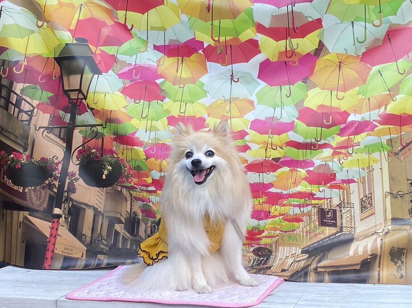 画像23433