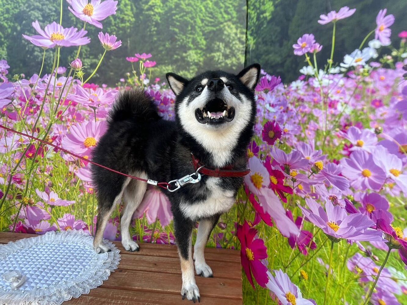 画像23470