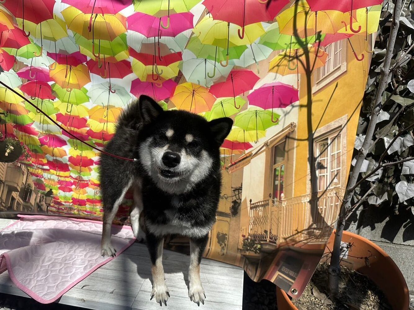 画像23476