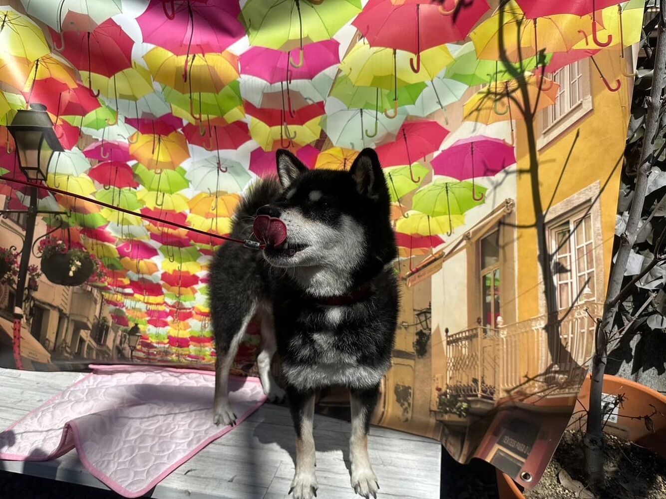 画像23478