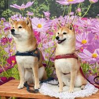 画像23661