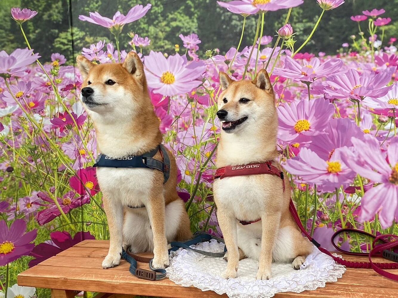 画像23661